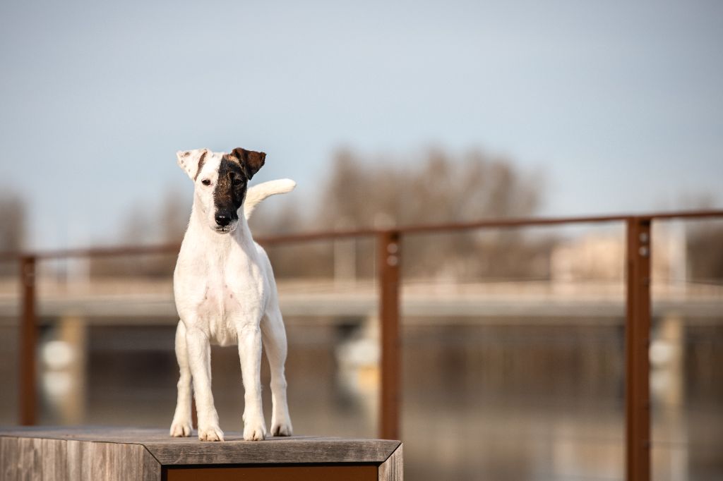 Publication : du Manoir Saint Adrien