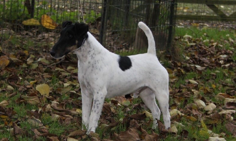 Publication : du Manoir Saint Adrien Auteur : Magali BRETON