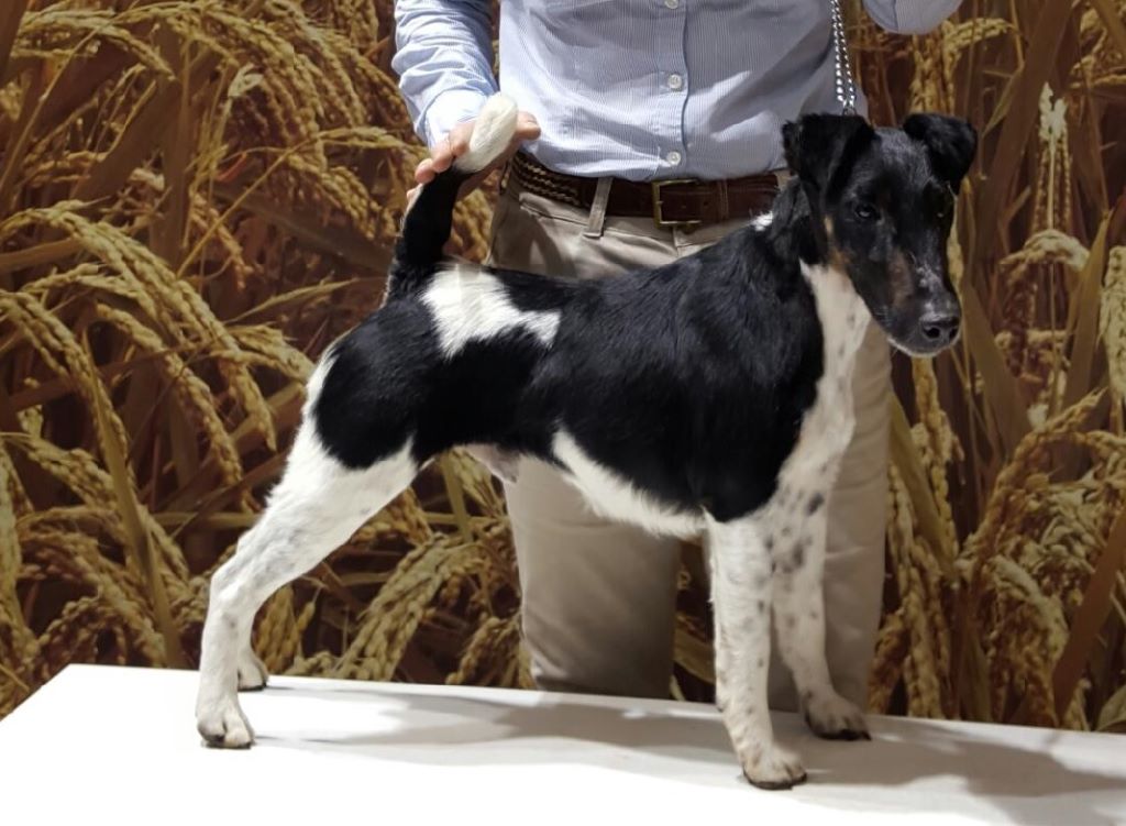 Publication : du Manoir Saint Adrien Auteur : Florence VAROTEAUX