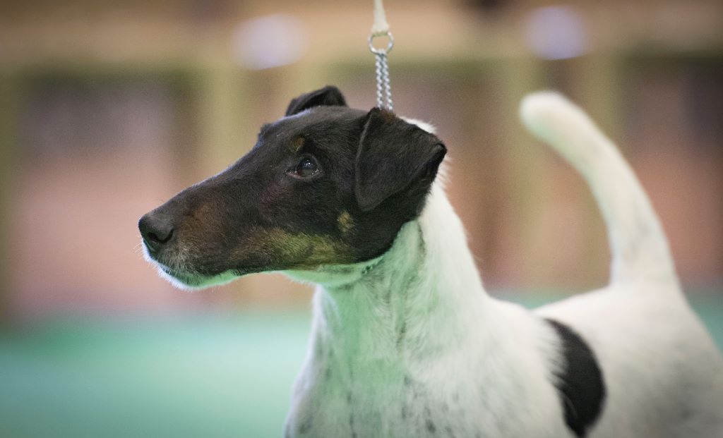 Publication : du Manoir Saint Adrien Auteur : Magali BRETON