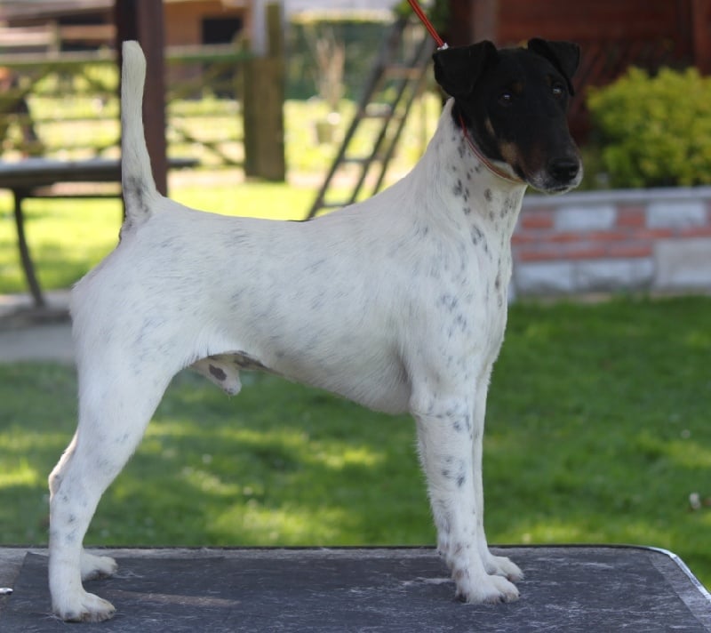 Publication : du Manoir Saint Adrien Auteur : Magali BRETON