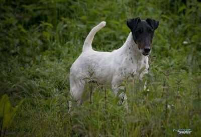Publication : du Manoir Saint Adrien Auteur : Magali BRETON