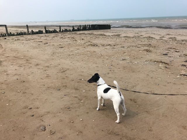 Publication : du Manoir Saint Adrien Auteur : Magali BRETON