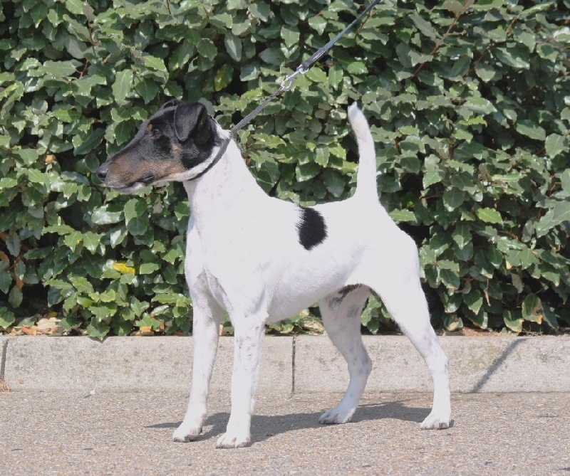 Publication : du Manoir Saint Adrien Auteur : Magali BRETON