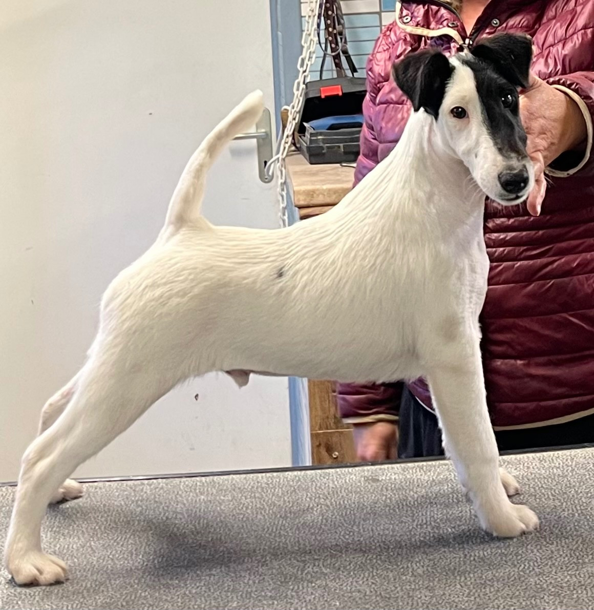 ARIZONA MANOIR SAINT ADRIEN