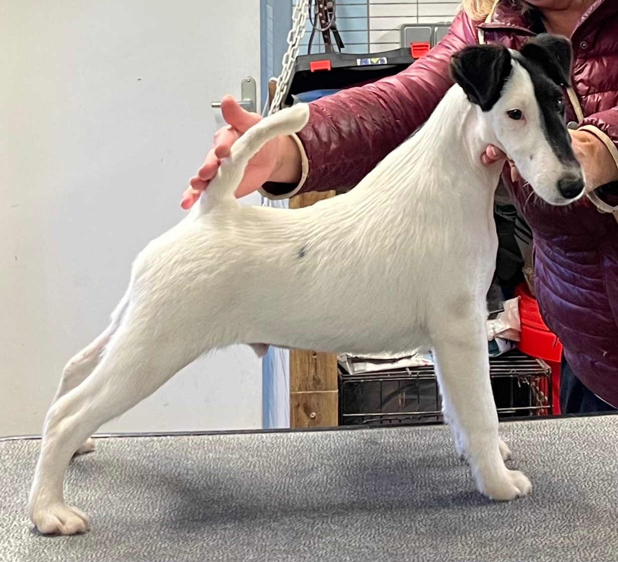 ARIZONA MANOIR SAINT ADRIEN