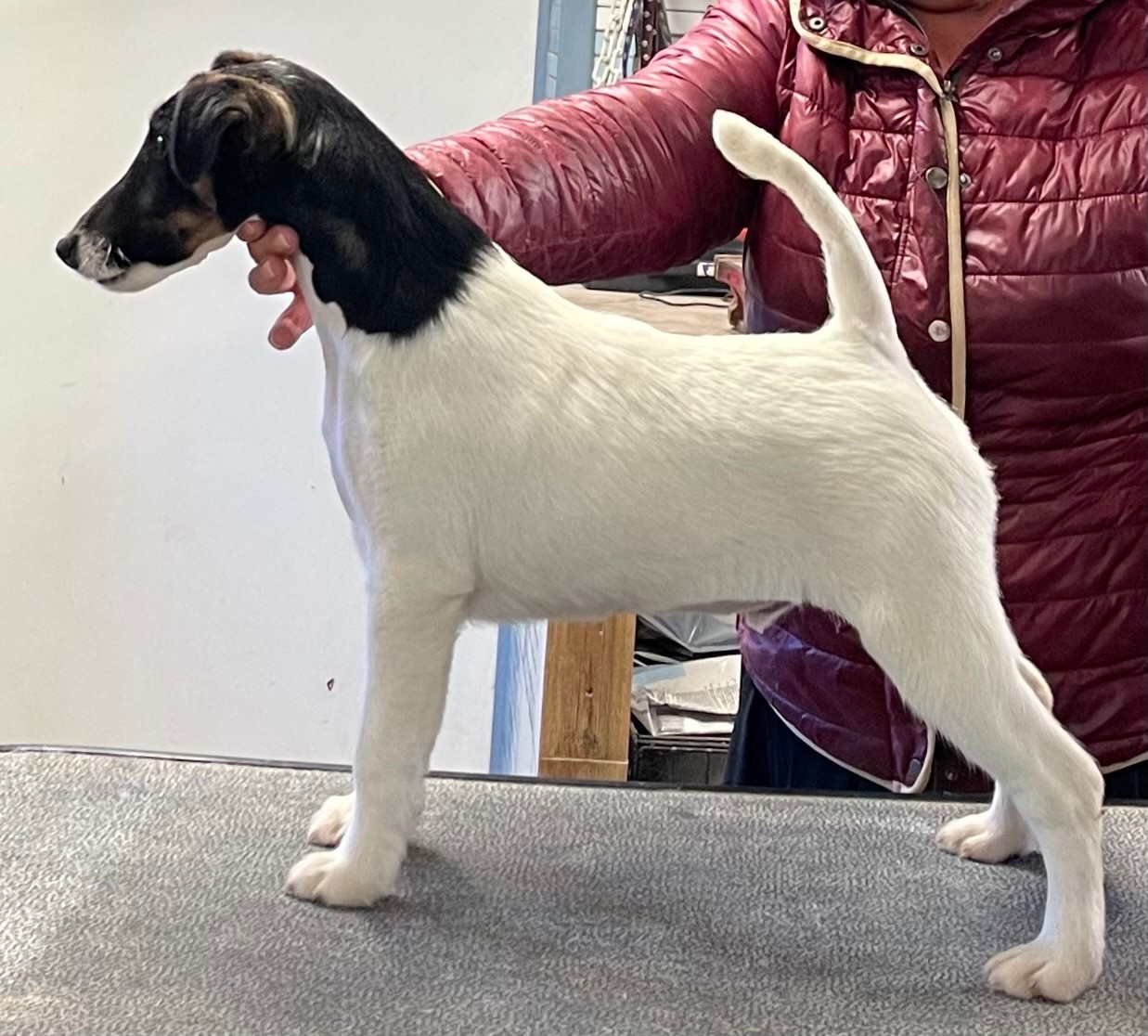 ARIZONA MANOIR SAINT ADRIEN