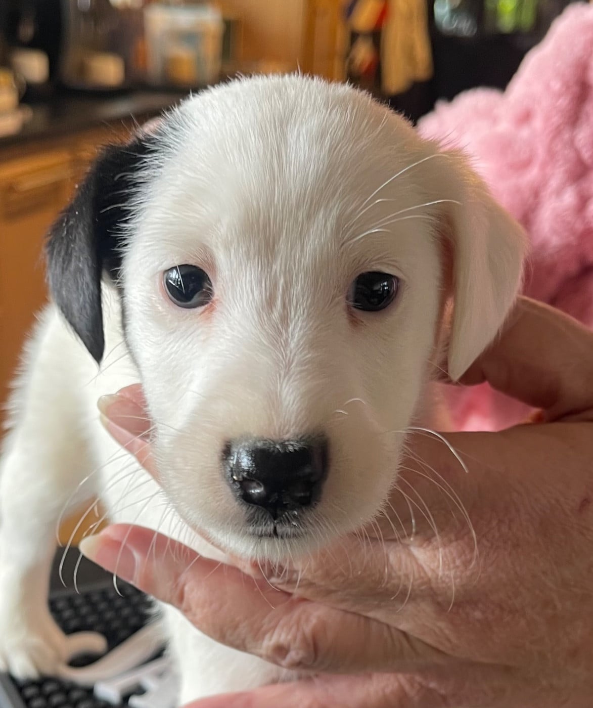 AMALIA DU MANOIR SAINT ADRIEN