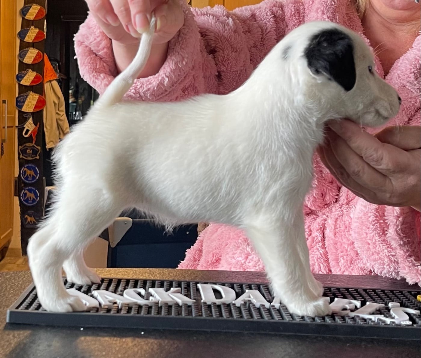 AMALIA DU MANOIR SAINT ADRIEN