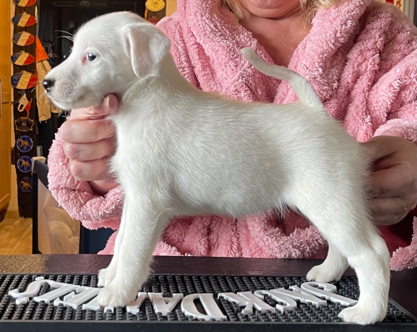 AMALIA DU MANOIR SAINT ADRIEN