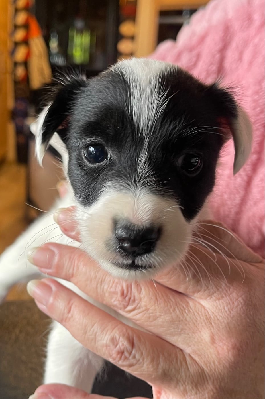 ALESSIA DU MANOIR SAINT ADRIEN