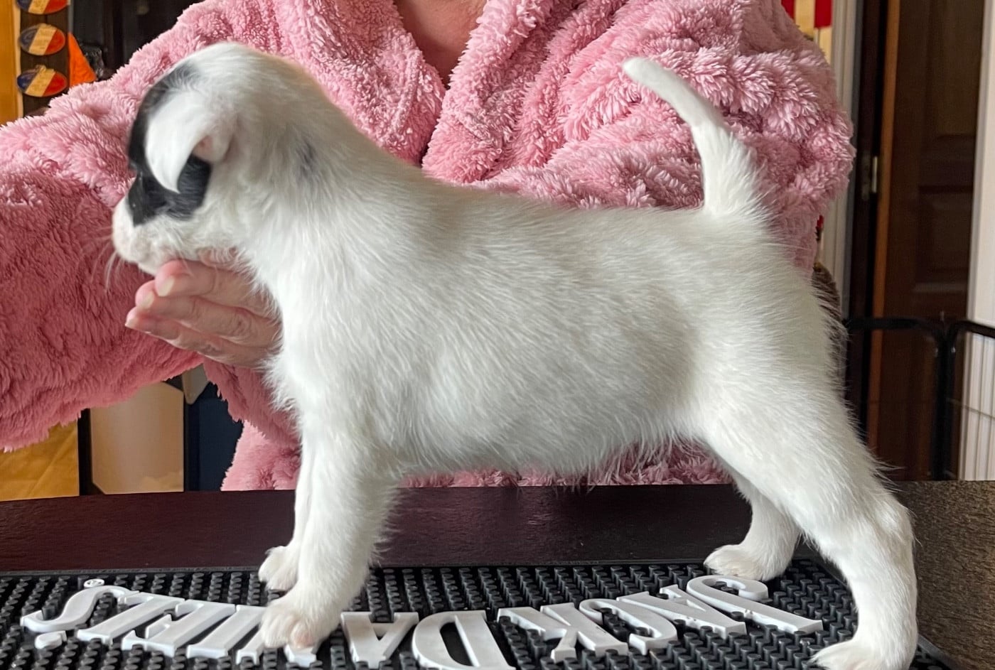 ALESSIA DU MANOIR SAINT ADRIEN