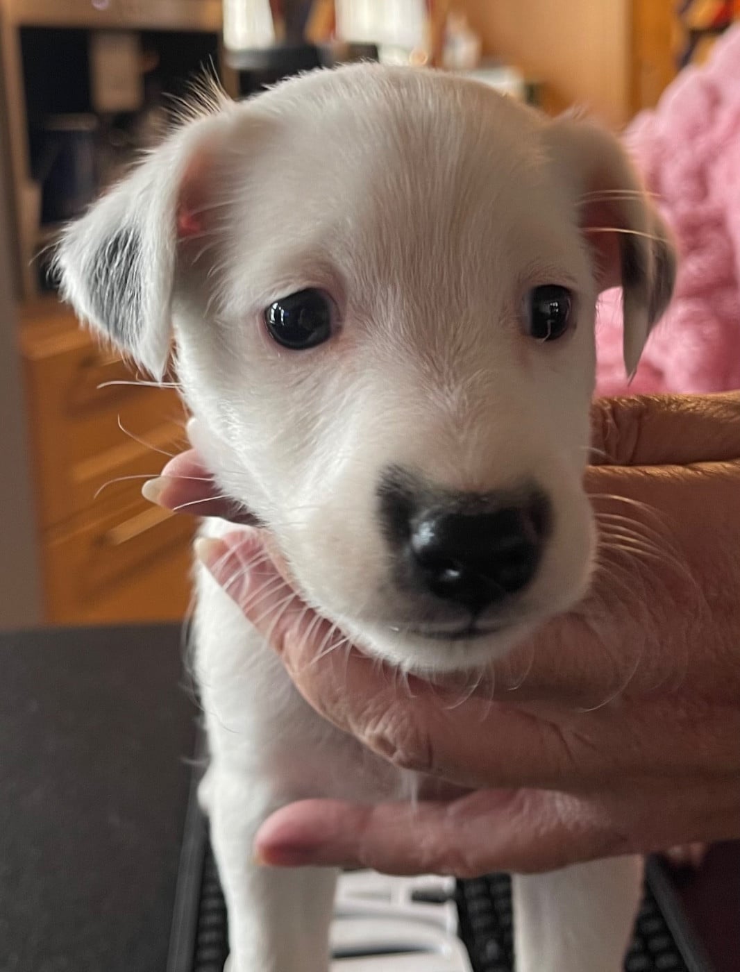 AZZURRA DU MANOIR SAINT ADRIEN