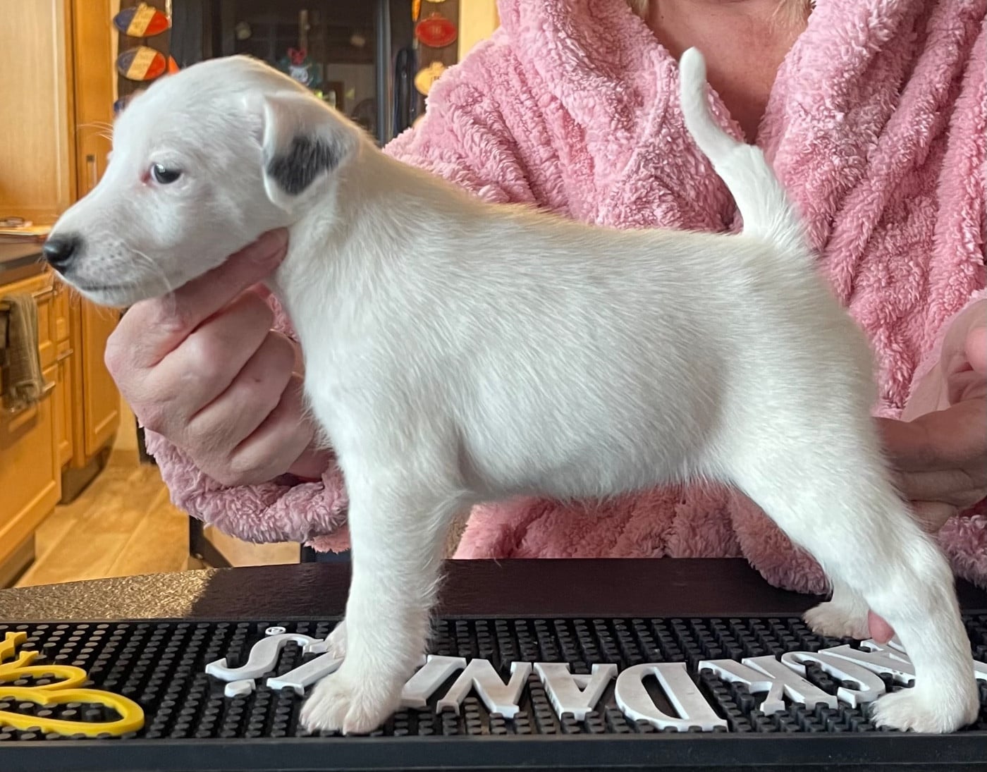 AZZURRA DU MANOIR SAINT ADRIEN