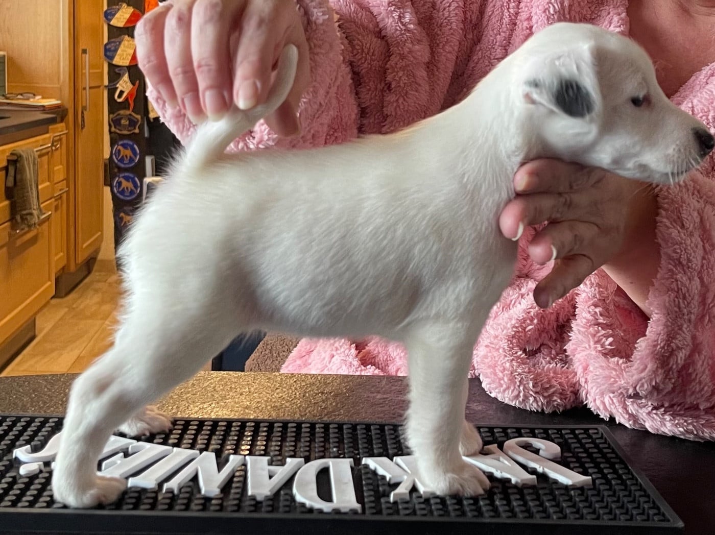 AZZURRA DU MANOIR SAINT ADRIEN