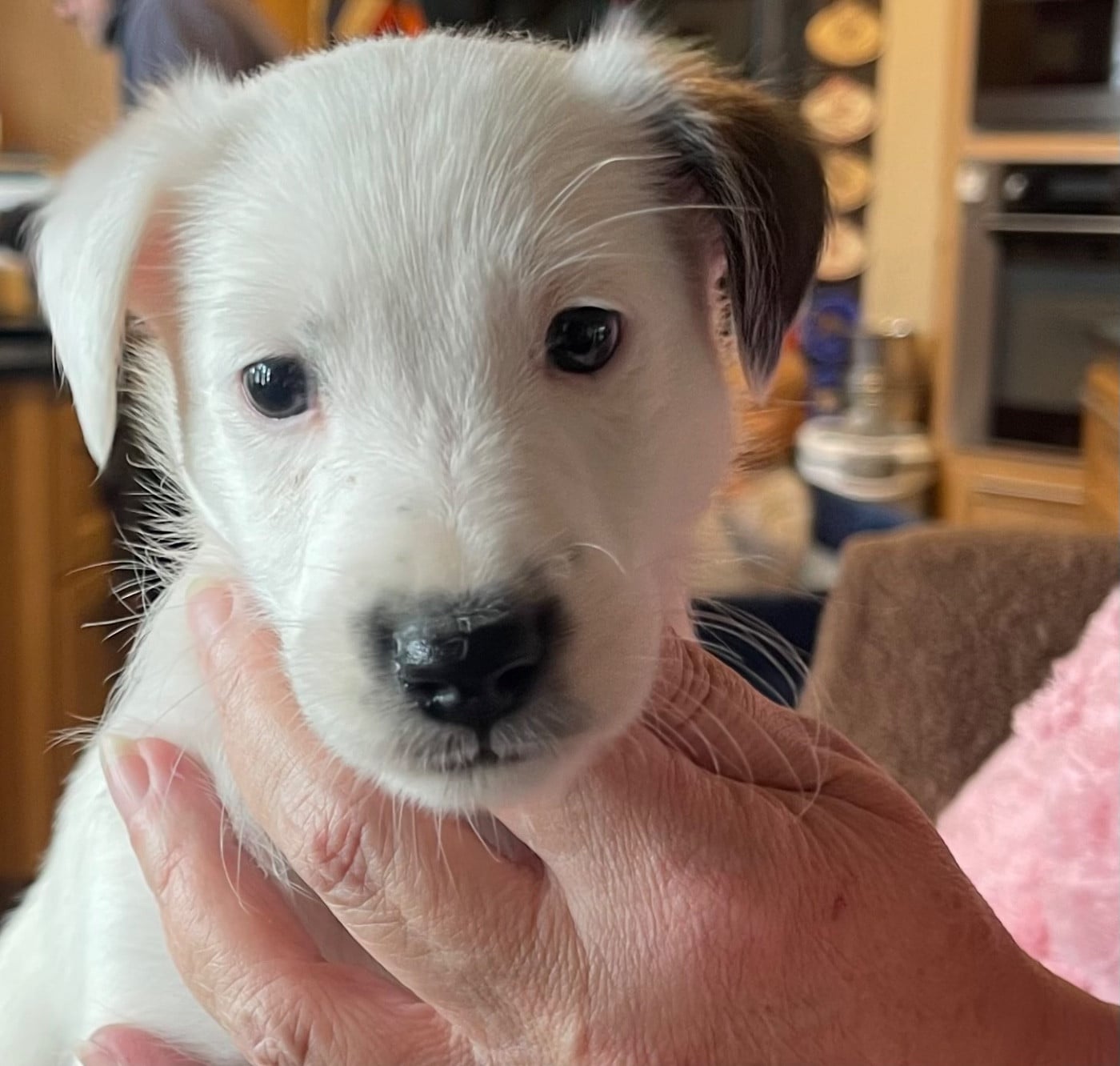 ANGELO DU MANOIR SAINT ADRIEN