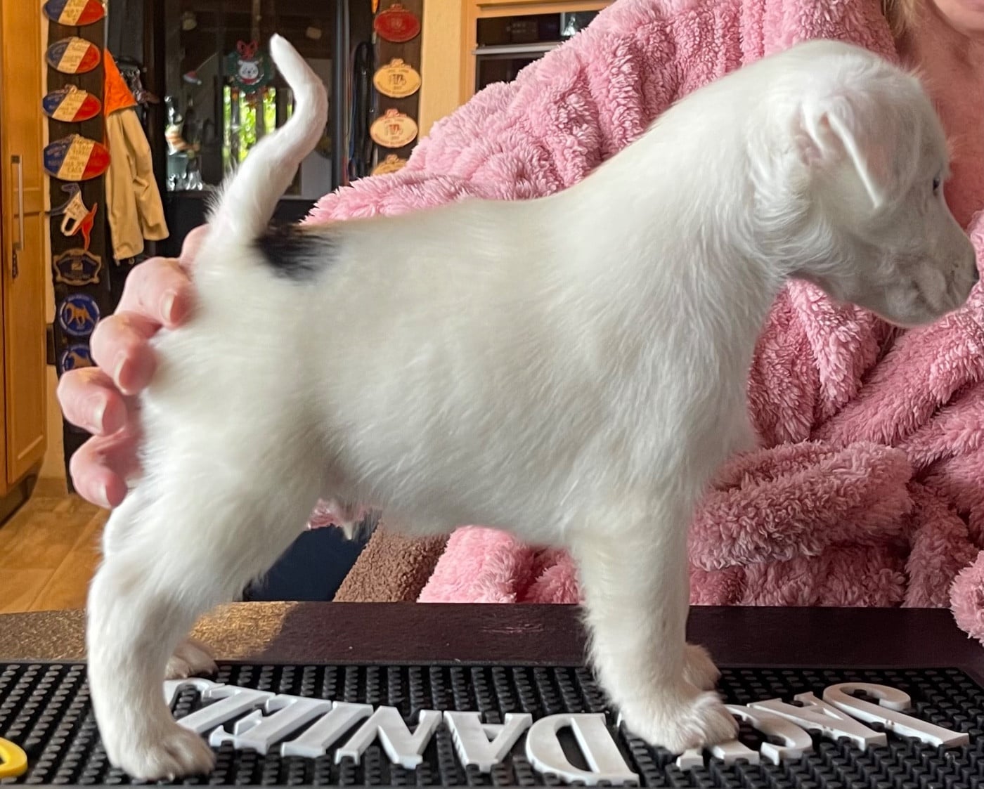 ANGELO DU MANOIR SAINT ADRIEN