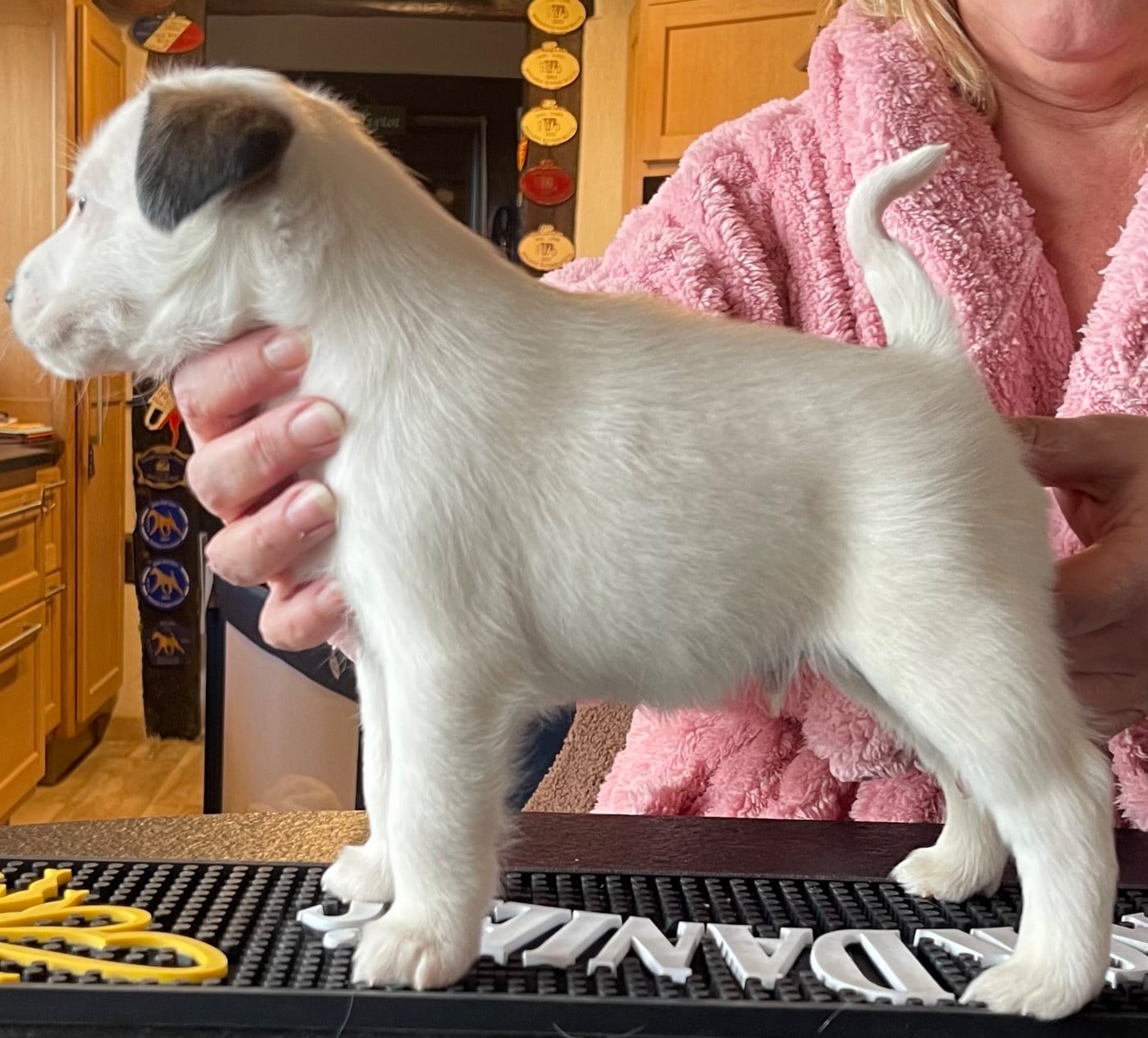 ANGELO DU MANOIR SAINT ADRIEN