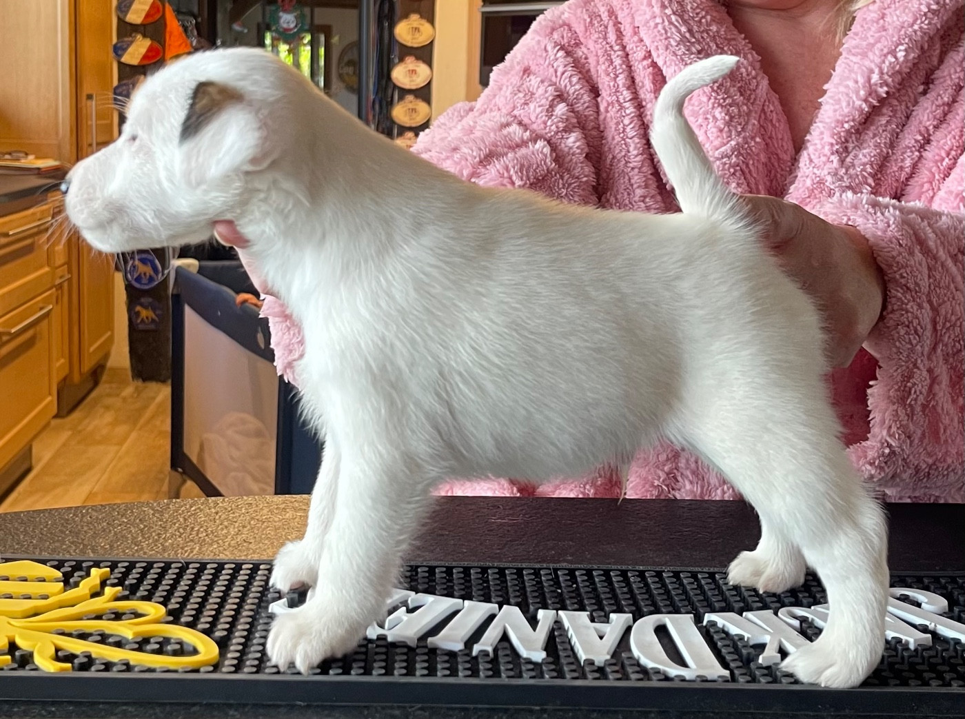 AL PACINO DU MANOIR SAINT ADRIEN