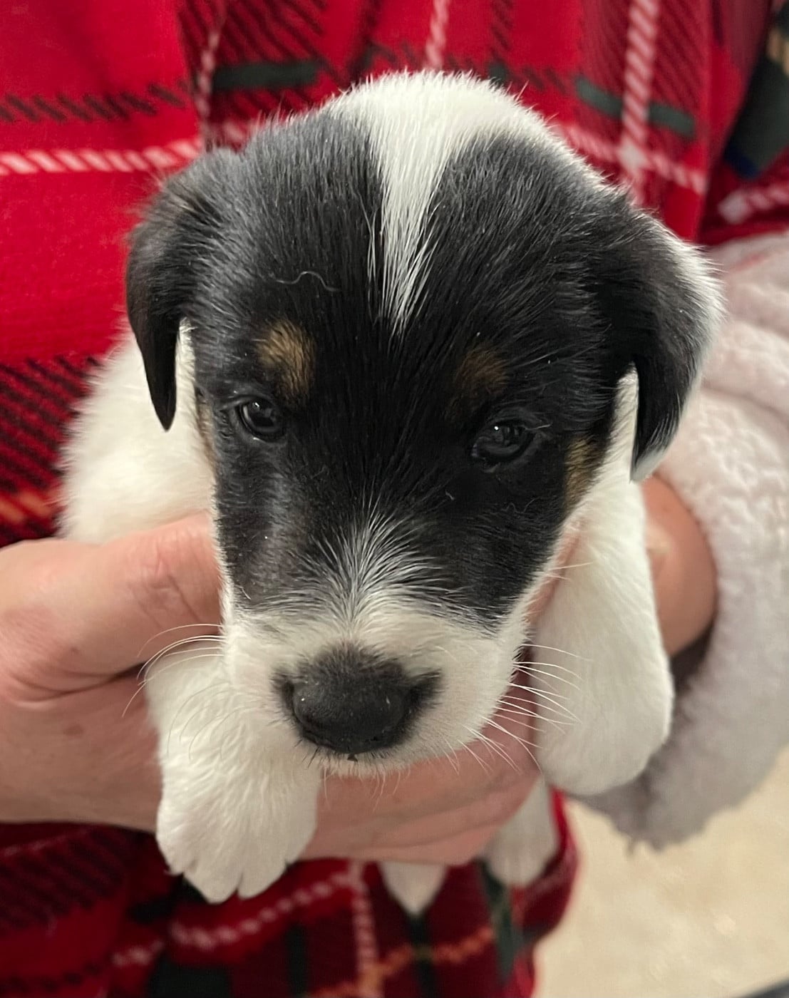 A-HARLEY DAVIDSON DU MANOIR SAINT ADRIEN