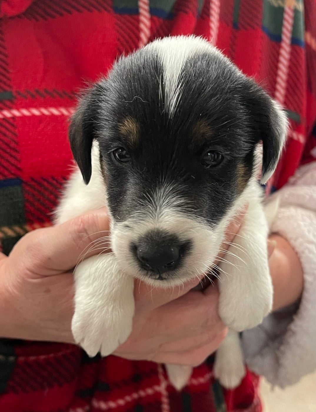 A-HARLEY DAVIDSON DU MANOIR SAINT ADRIEN