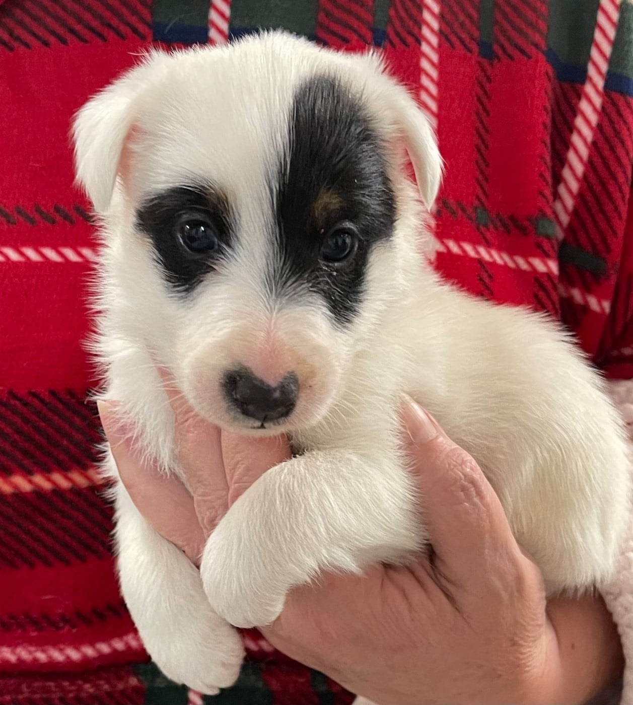 A-HARRISON FORD DU MANOIR SAINT ADRIEN