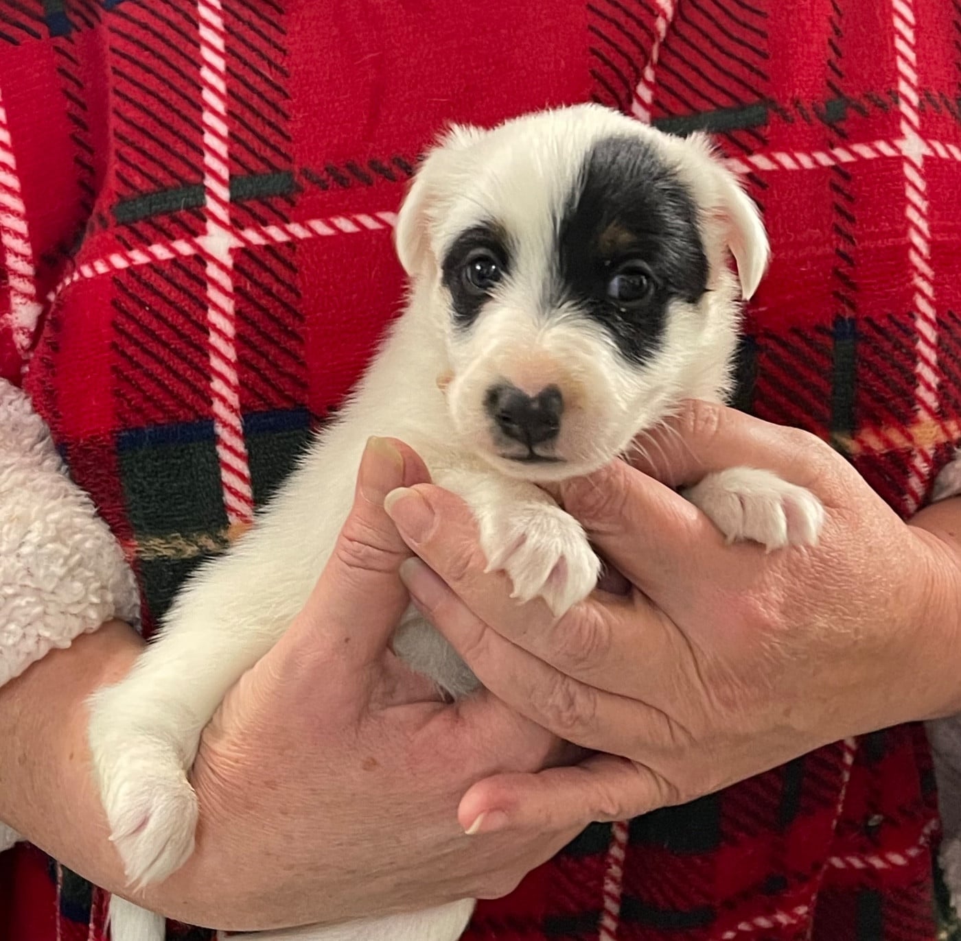 A-HARRISON FORD DU MANOIR SAINT ADRIEN