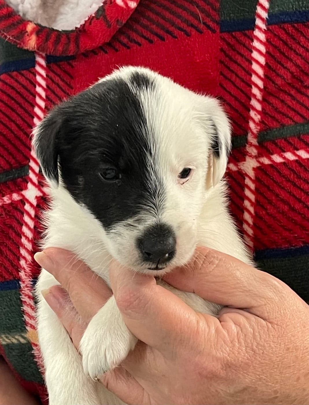 ANGELINA JOLIE DU MANOIR SAINT ADRIEN