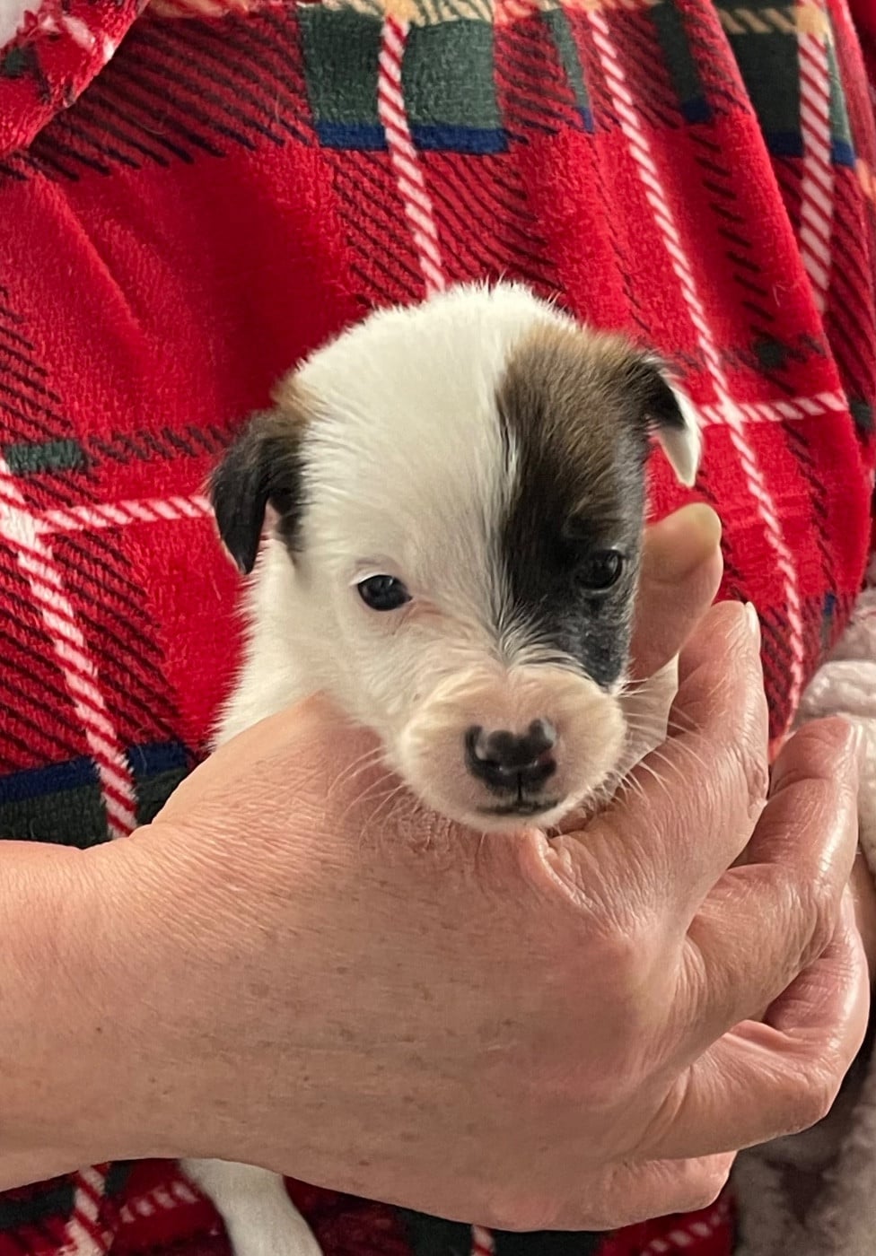 A-HARRY POTTER DU MANOIR SAINT ADRIEN