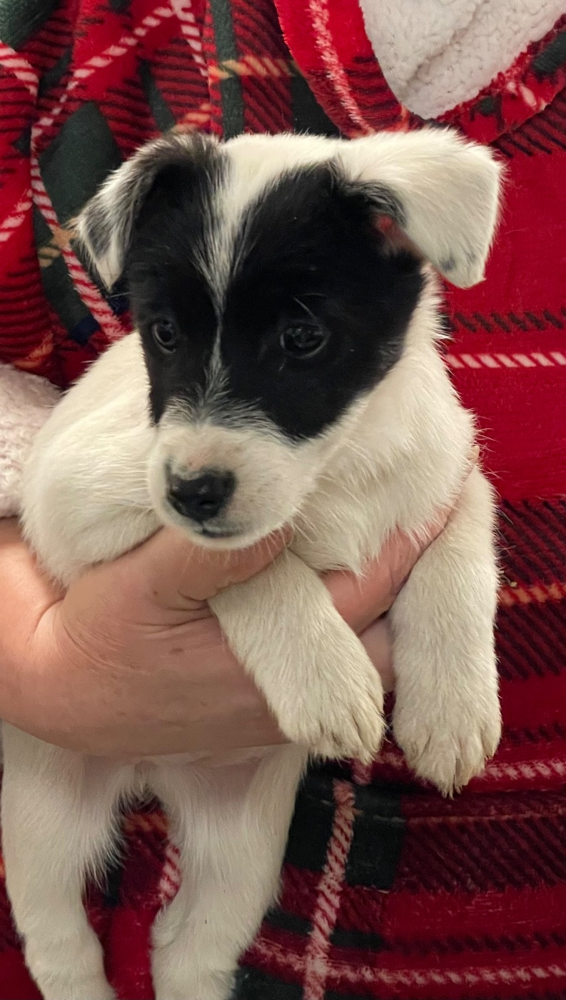 ALASKA DU MANOIR SAINT ADRIEN