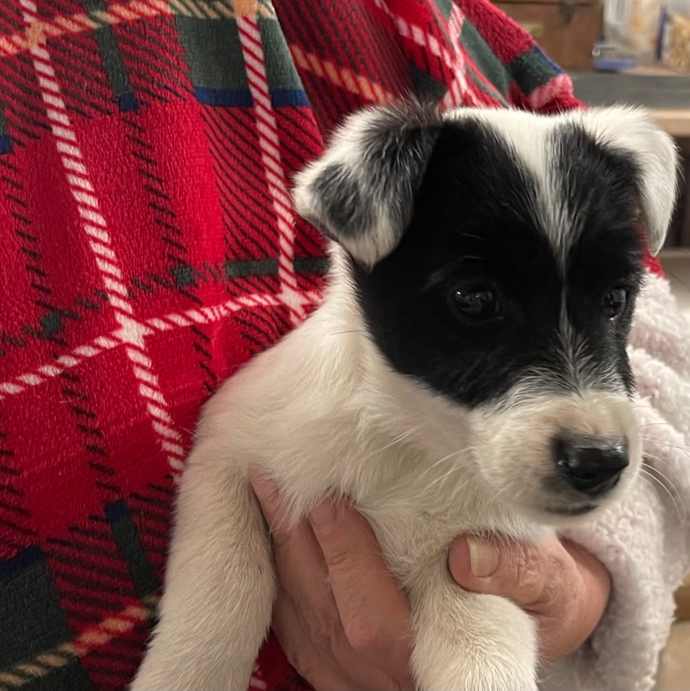 ALASKA DU MANOIR SAINT ADRIEN