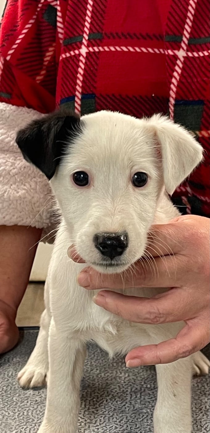 AMALIA DU MANOIR SAINT ADRIEN