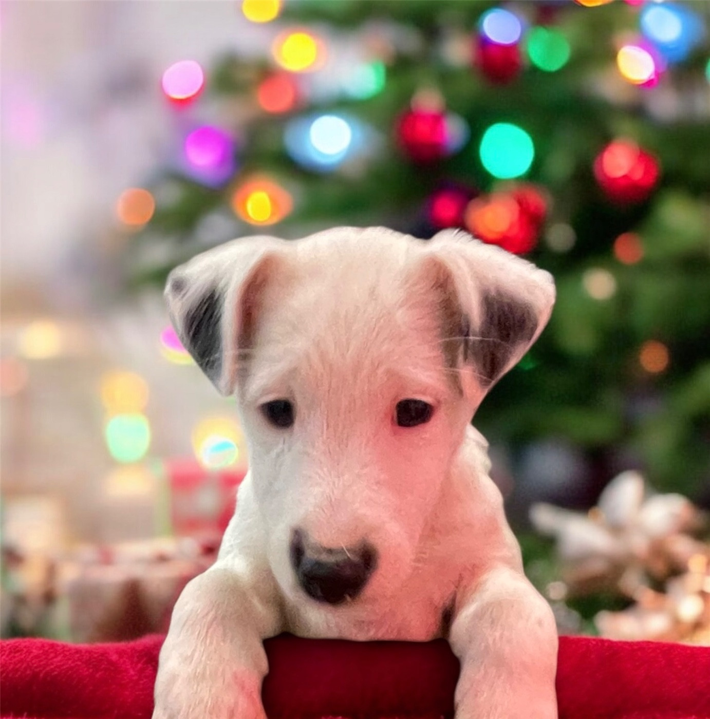 AZZURRA DU MANOIR SAINT ADRIEN