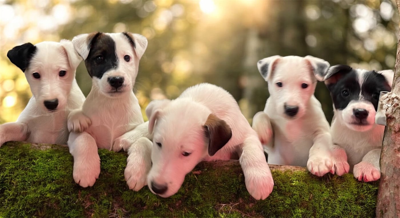 AZZURRA DU MANOIR SAINT ADRIEN