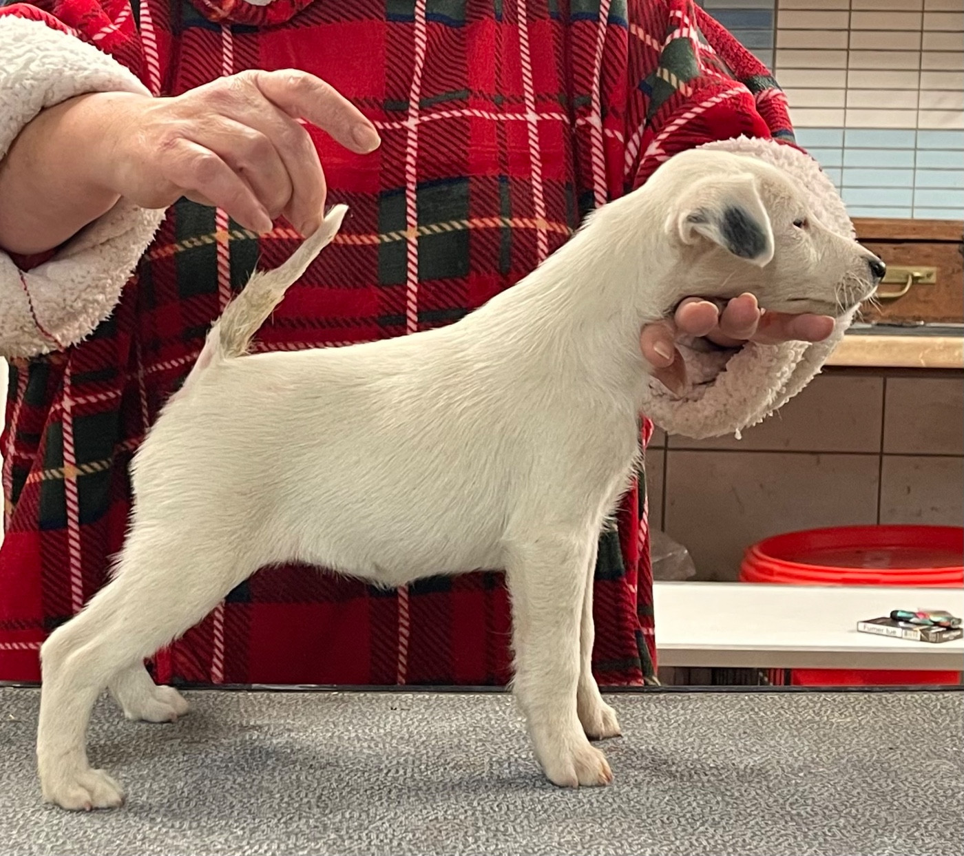 AZZURRA DU MANOIR SAINT ADRIEN