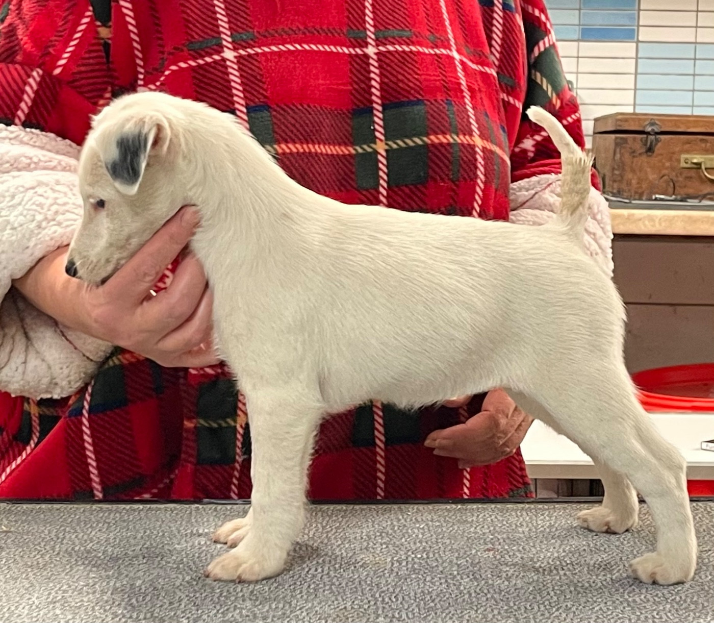 AZZURRA DU MANOIR SAINT ADRIEN