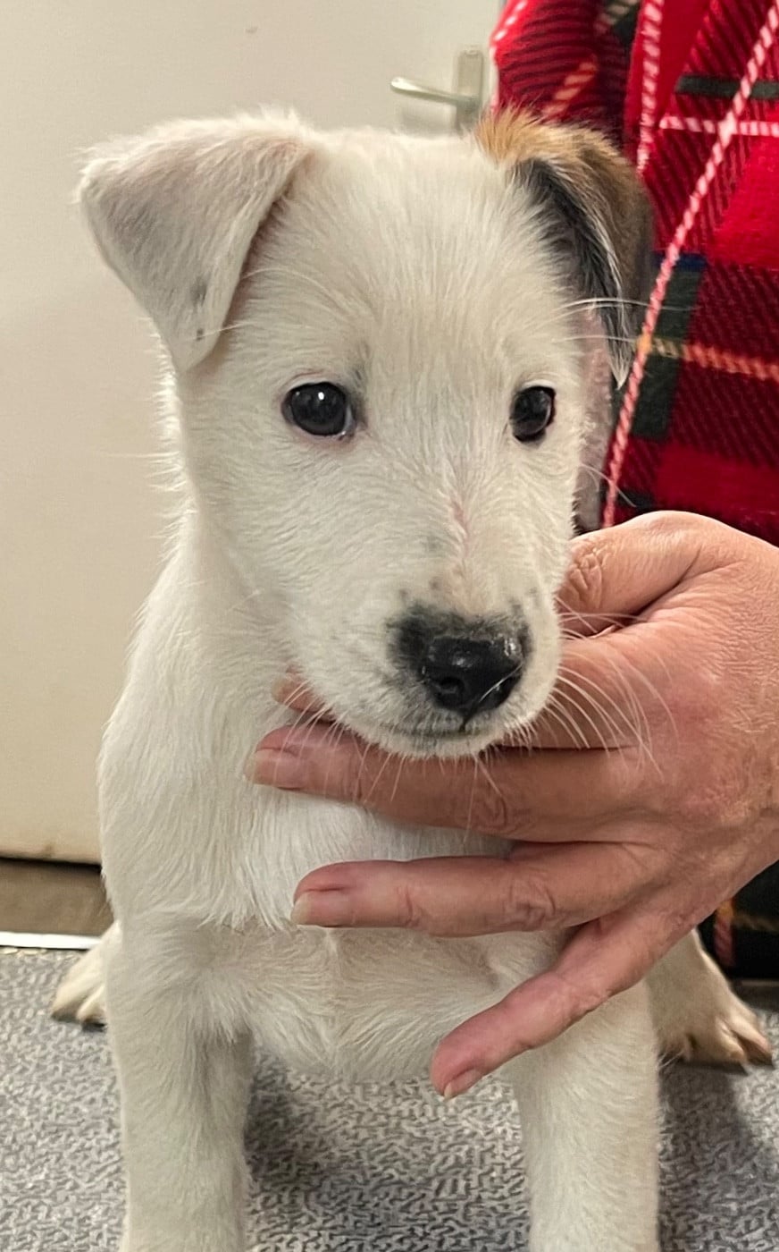 ANGELO DU MANOIR SAINT ADRIEN