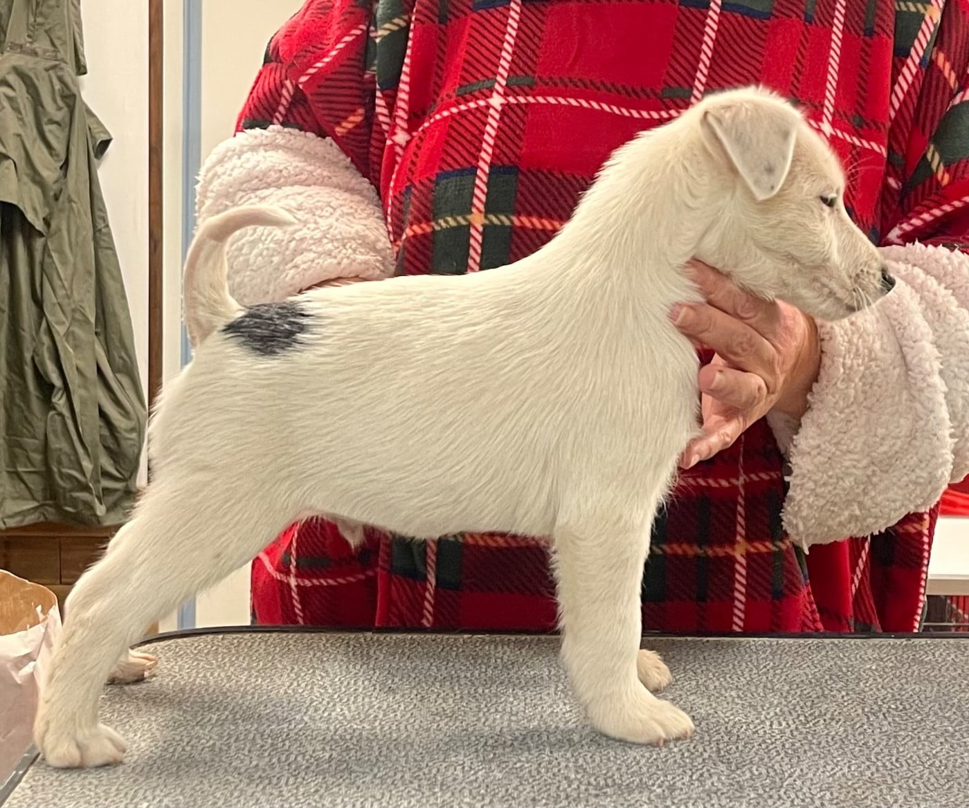 ANGELO DU MANOIR SAINT ADRIEN