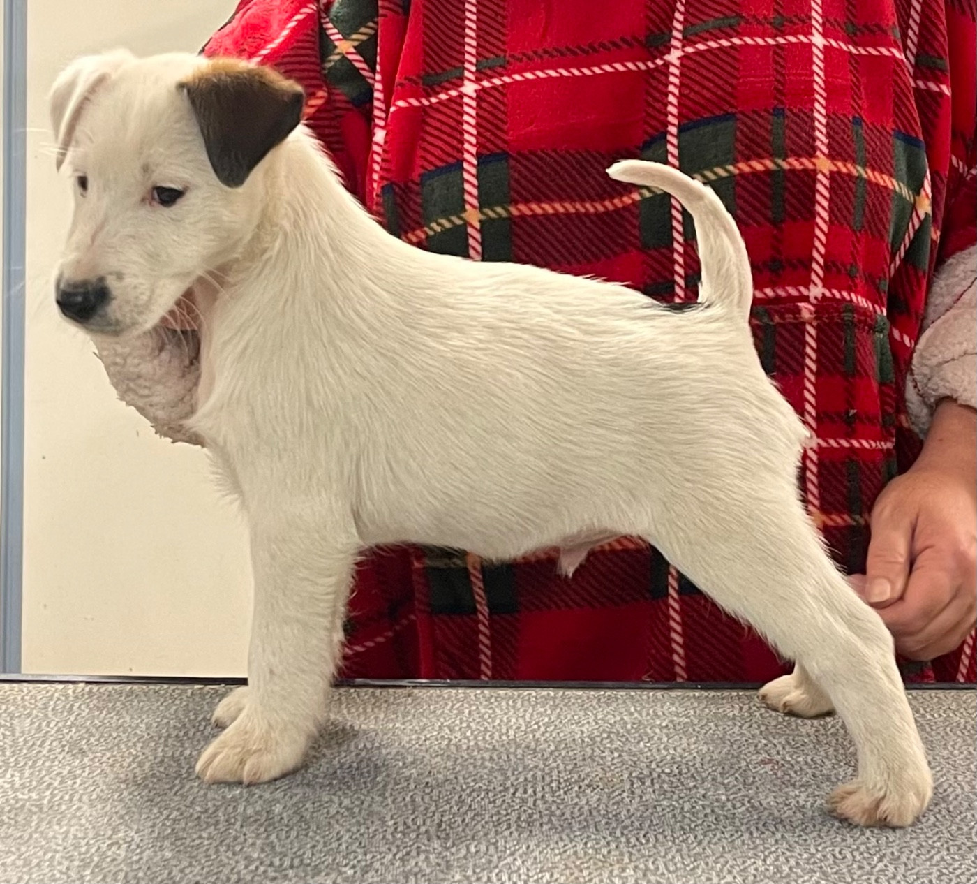 ANGELO DU MANOIR SAINT ADRIEN