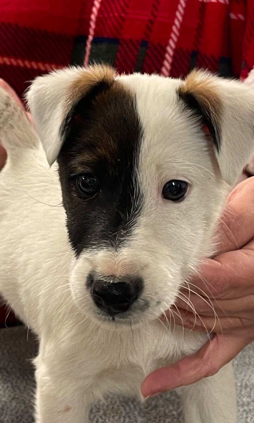 AL PACINO DU MANOIR SAINT ADRIEN