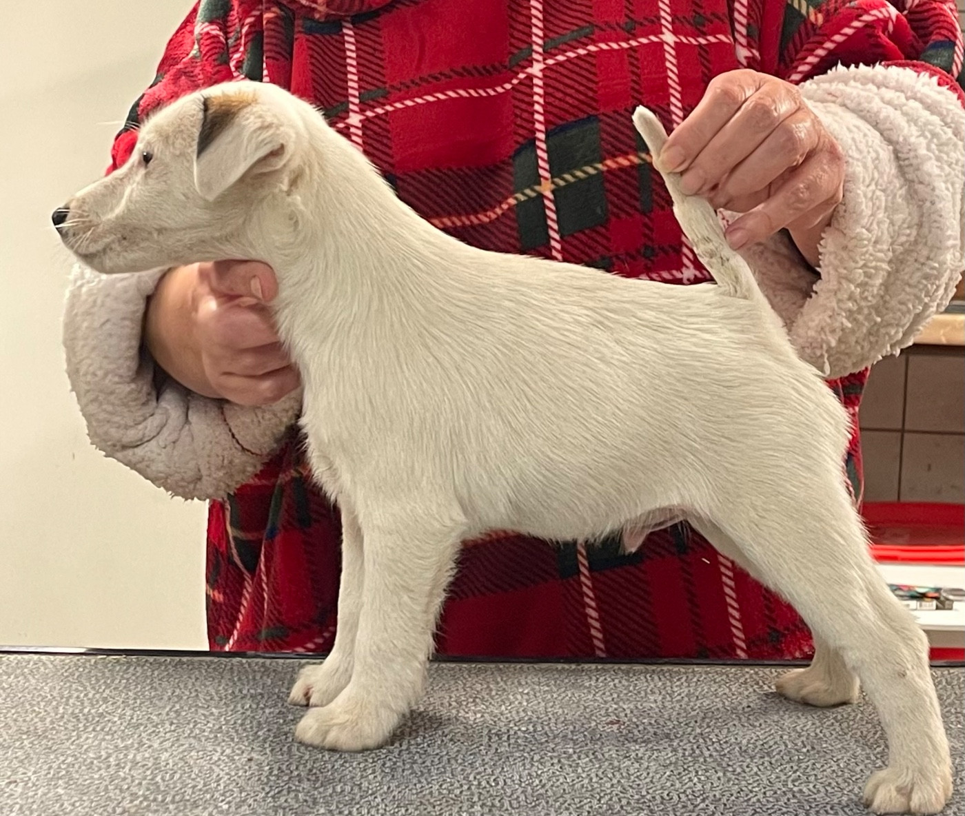 AL PACINO DU MANOIR SAINT ADRIEN