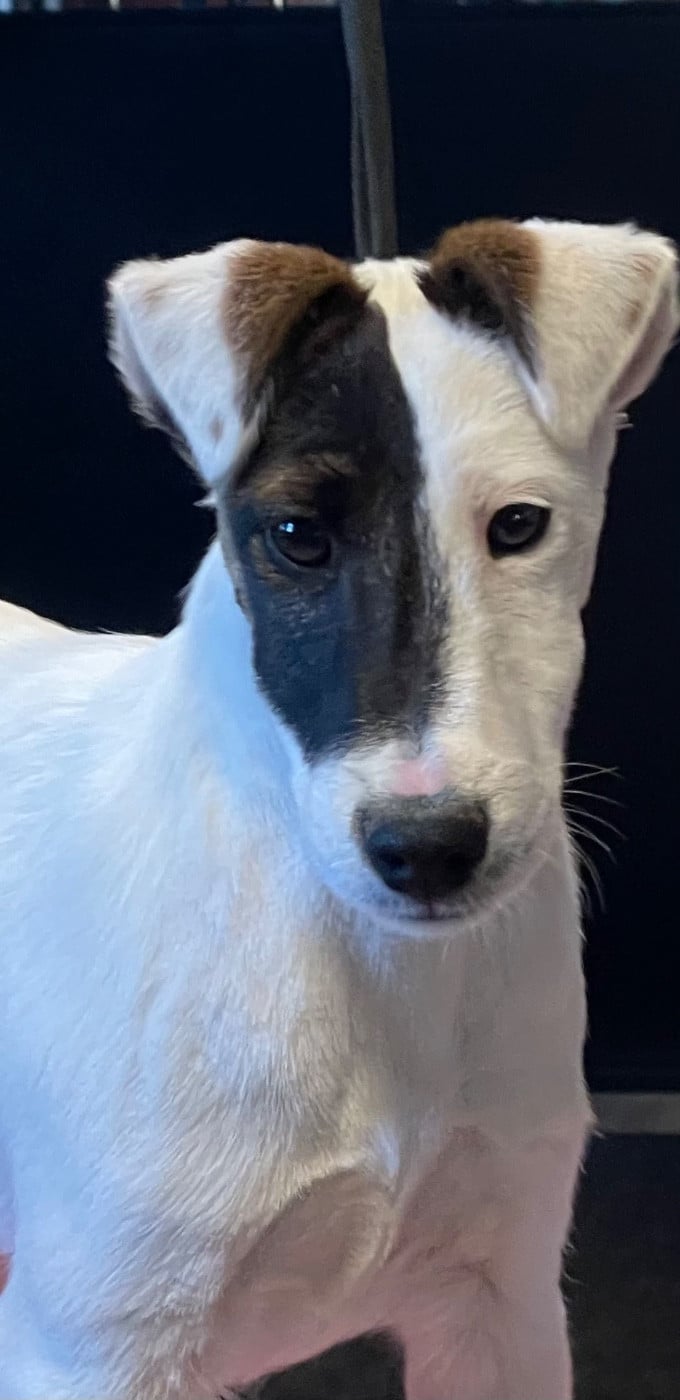 Fox Terrier Poil lisse - du Manoir Saint Adrien