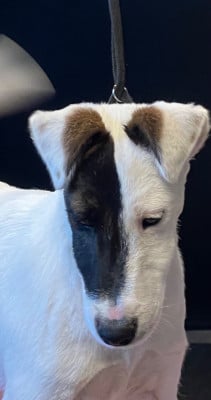 Les chiots de Fox Terrier Poil lisse