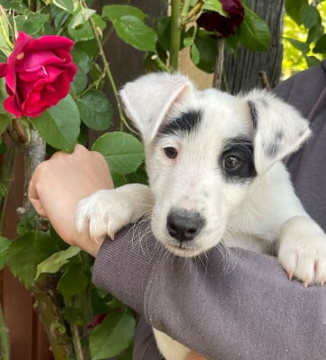 Les chiots de Fox Terrier Poil lisse