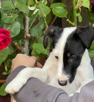Les chiots de Fox Terrier Poil lisse