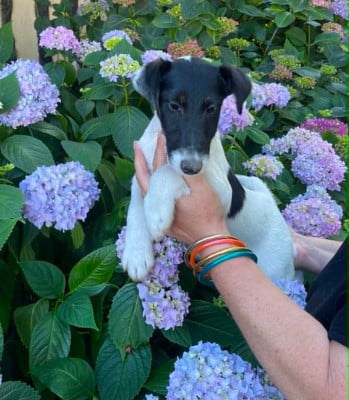Les chiots de Fox Terrier Poil lisse