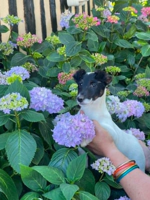 Les chiots de Fox Terrier Poil lisse