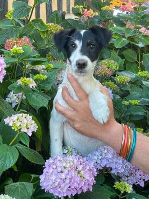 Les chiots de Fox Terrier Poil lisse