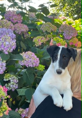 Les chiots de Fox Terrier Poil lisse