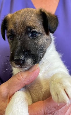 Les chiots de Fox Terrier Poil lisse